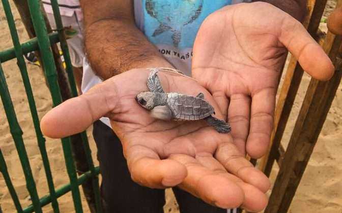 Velas-Turtle-Festival-for-saving-turtles