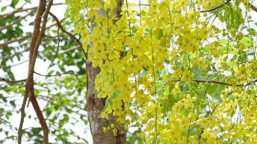 cassia-fistula-golden-shower-tree-bahava
