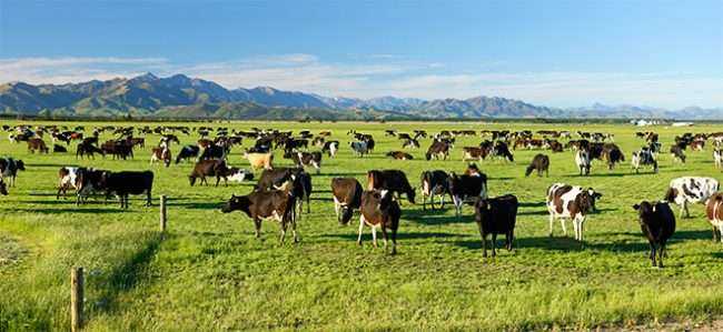 cows in new zealand