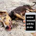 Mobile app for rescued animals