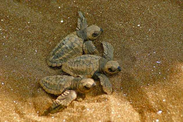 olive-ridley-turtles-body-03