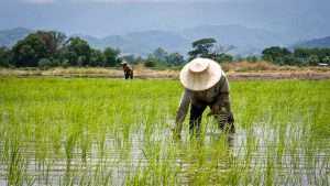 rice farming in india