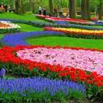 walking in a fantastic tulips garden