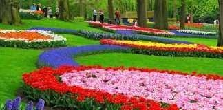 walking in a fantastic tulips garden