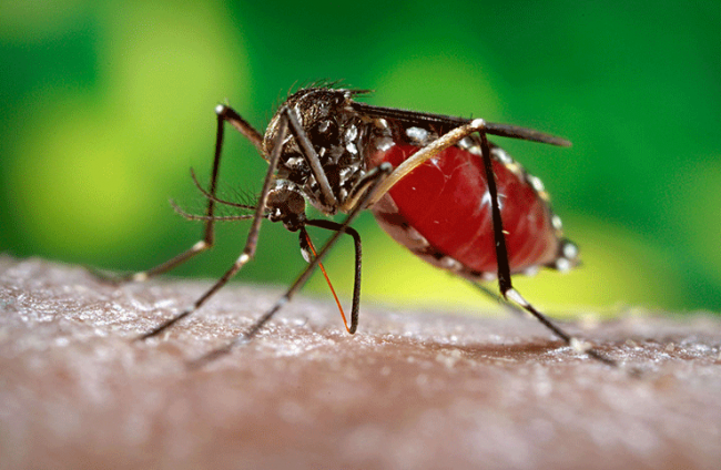 सातपूर परिसरात डेंग्युच्या संशयित रुग्णांत वाढ