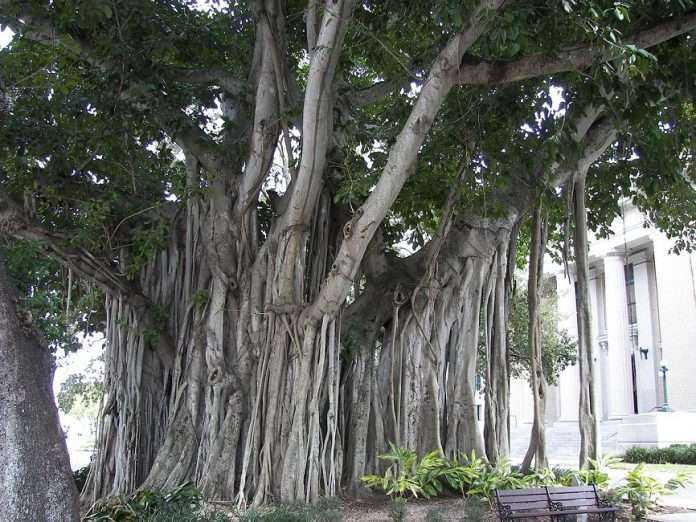 bannian tree