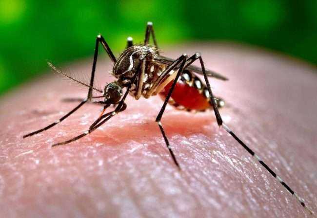 डेंग्यूच्या रुग्णांची संख्या वाढली