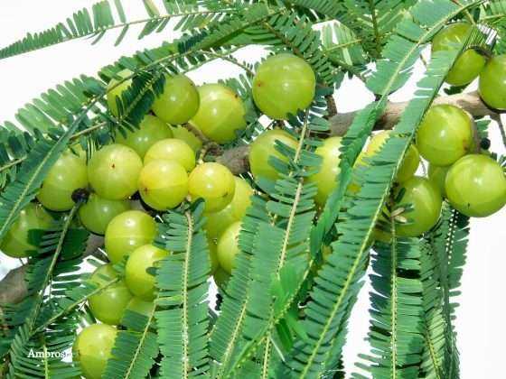 amla solution for tired