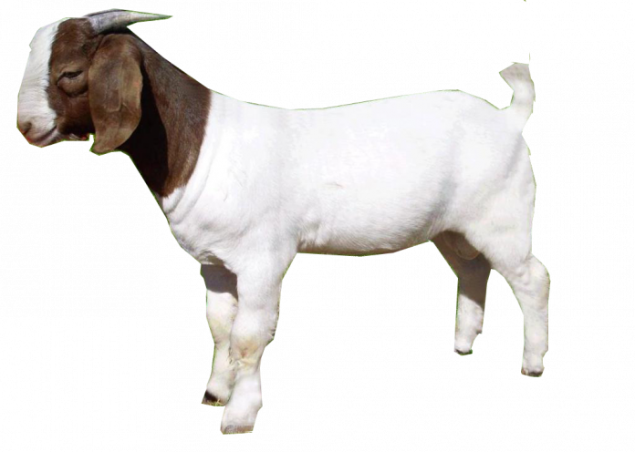 goat meat