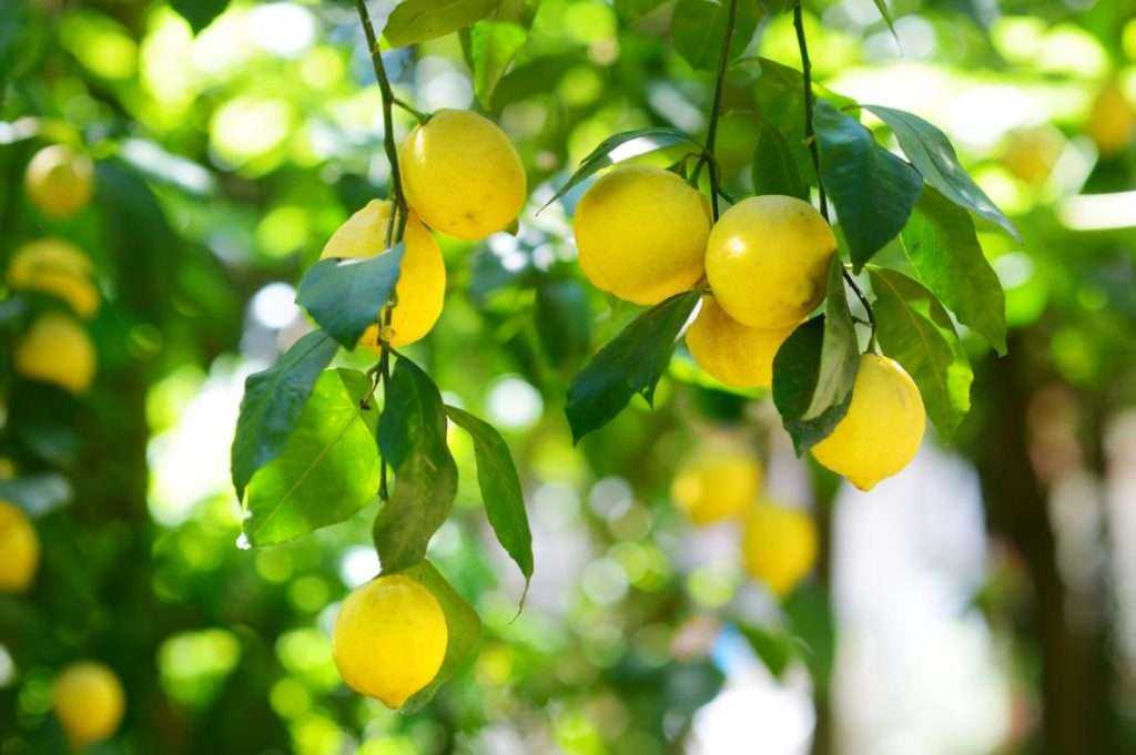 tips of lemon
