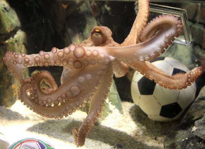 true prediction japan octopus was cut and eaten