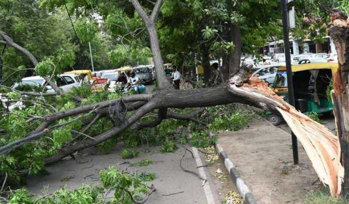 tree branch fell on auto rickshaw at mulund