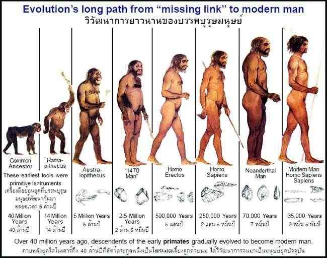 man evolution