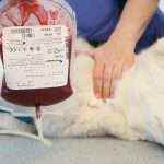 Dogs-too-donate-blood (1)