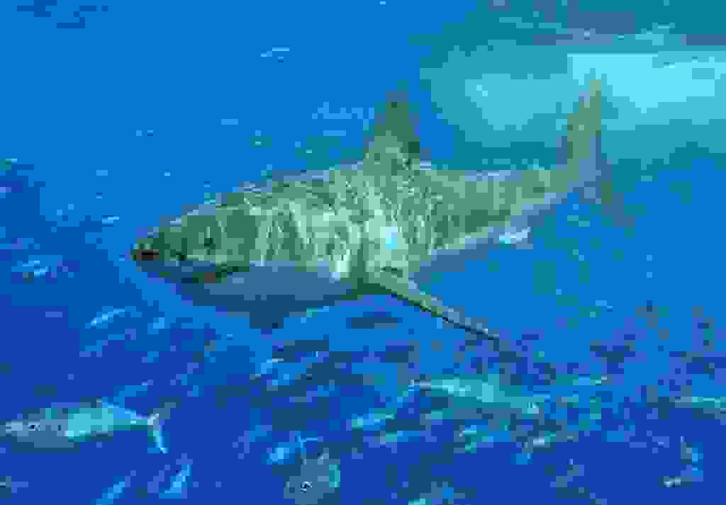 White_shark