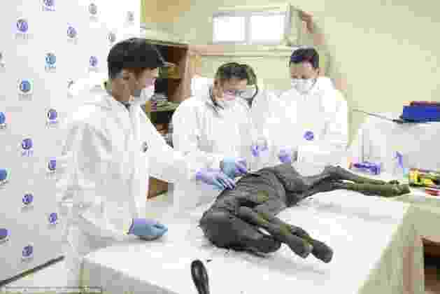 40,000-year-old baby horse dug