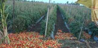 Nashik Tomato Prices Drops 65% in Wholesale Prices
