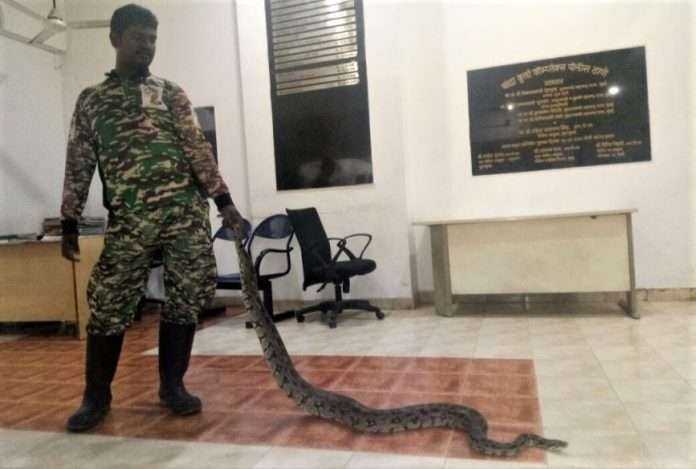 20 pythons caught in bkc in last 9 months