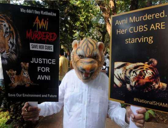 avni tigress protest