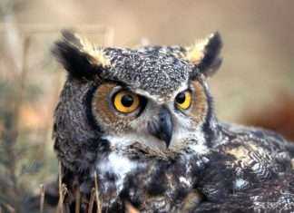 Telangana Assembly elections 2018: Politicians Using the owls to win elections in Telangana