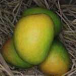 Hapus mango came in Vashi market