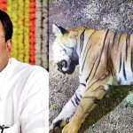 t1 tigress and sudhir mungantiwar