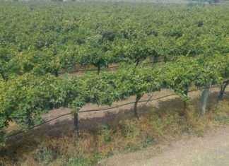 nashik grapes farm