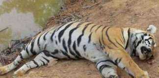 two tigers died due to poison