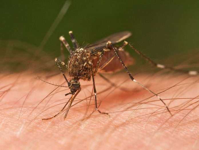 home remedy for mosquito