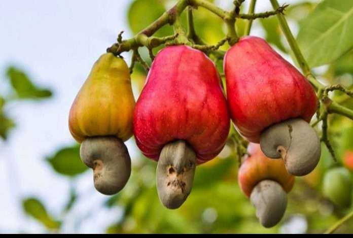 Interest rate concessions to cashew growers