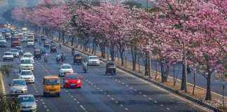 Vikhroli highway is full of flowers