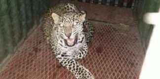 leopard caught in ambegaon
