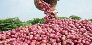 onion rates increase again in mumbai,thane,pune due to unseasonal rains