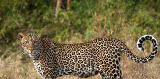 awareness of leopards and human coexistence of seescape organization and forest department