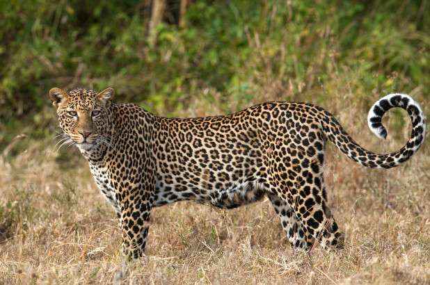awareness of leopards and human coexistence of seescape organization and forest department