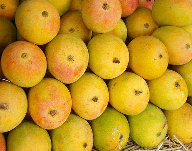 hapus mango hit by changing climate in sidhudurg ratnagiri