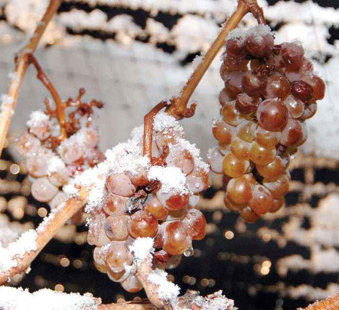 Grapes Crop in cold