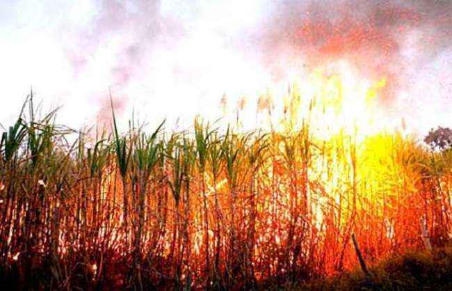 sugarcane gutted in fire