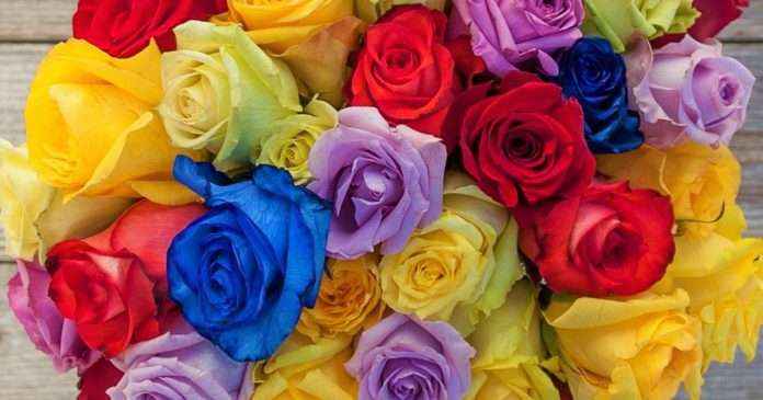 Rose day 2019 special choose rose colour as per your feelings