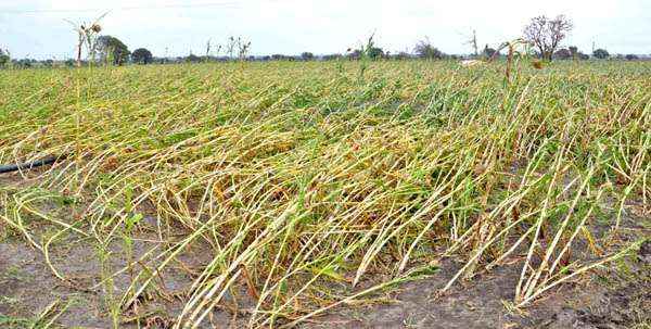 सोलापुरात अवकाळी पाऊस; शेतकऱ्यांचे कोट्यवधींचे नुकसान