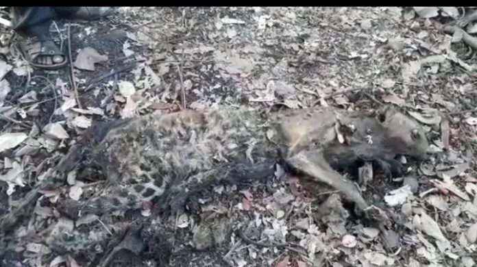 Dead leopard found in badlapur