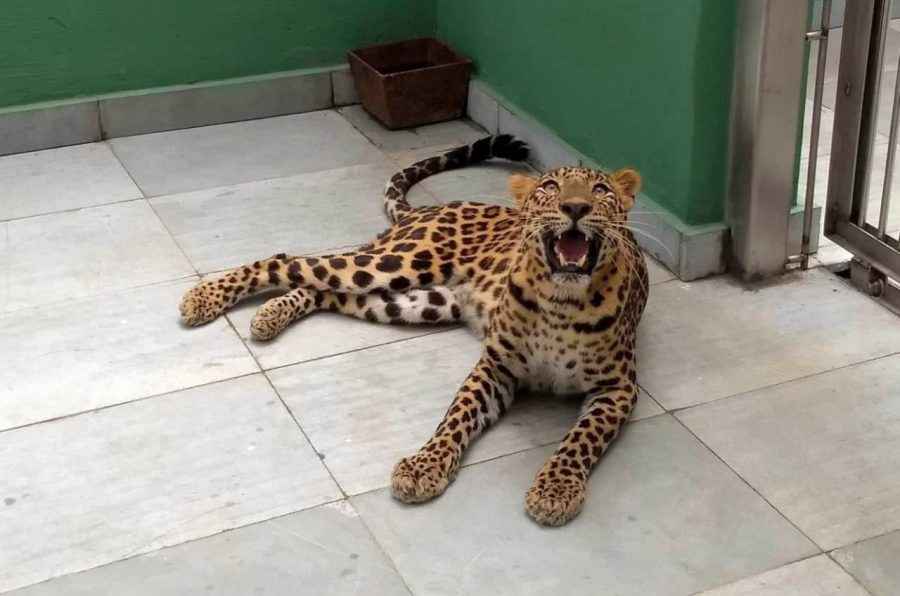 Two new leopard in ranichi baug in mumbai