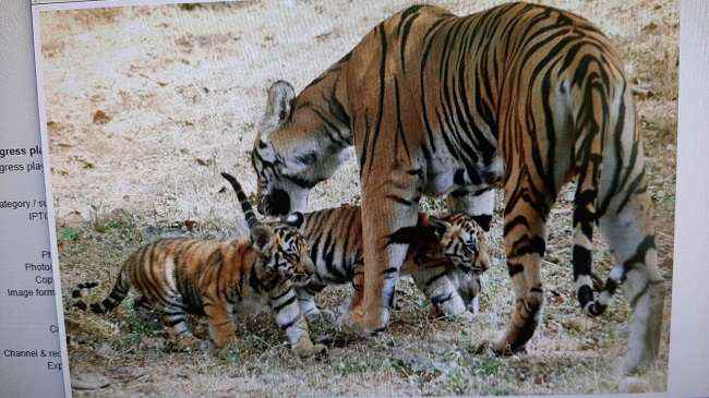yash tiger death due to cancer at sanjay gandhi national park