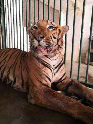 yash tiger death due to cancer at sanjay gandhi national park