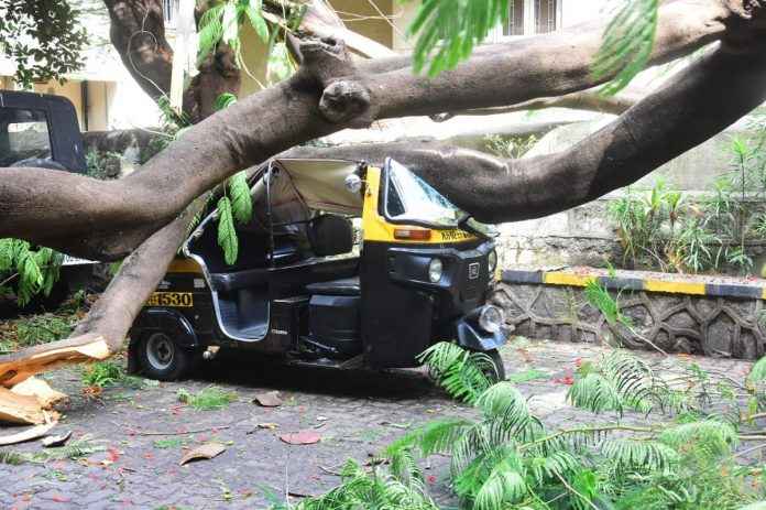 Tree branch fell on auto rickshaw at bandra