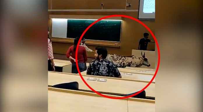 when a stray cattle reached in lecture of iit bombay at mumbai