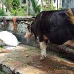 cow in mumbai