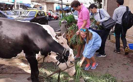 feed cow in mumbai