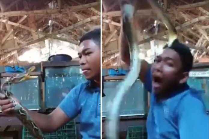 snake latching onto man's head horrifying video goes viral