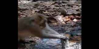 monkey uses dry leaves to fix leaking pipe in viral video humans should learn from animals says Internet